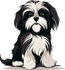 Shih Tzu Puppy Home